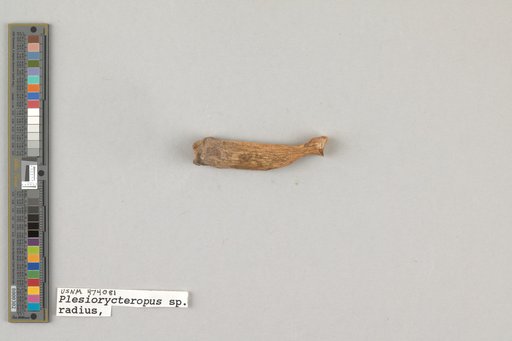 Plesiorycteropus madagascariensis