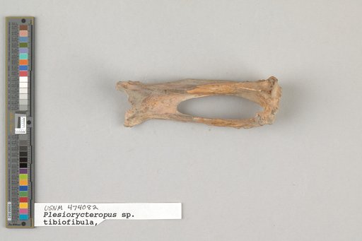 Plesiorycteropus madagascariensis