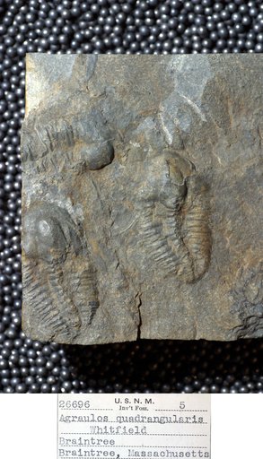Agraulos quadrangularis (Whitfield)