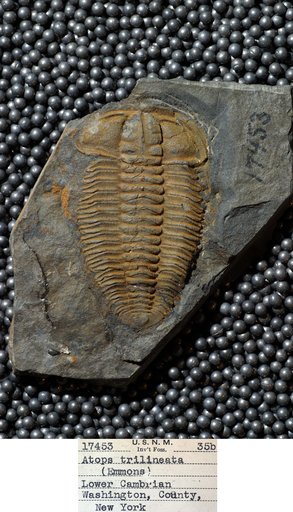 Atops trilineatus Emmons