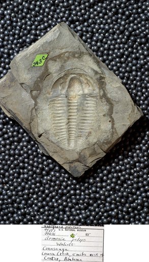 Armonia pelops Walcott