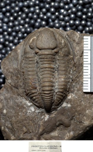 Arthropoda Trilobita Biologic