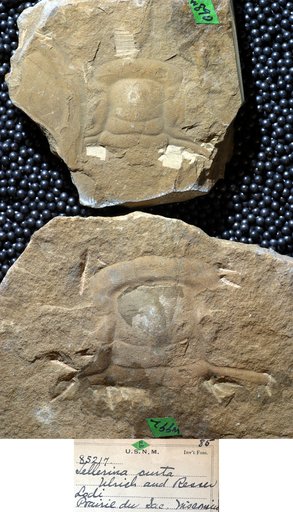 Arthropoda Trilobita Biologic