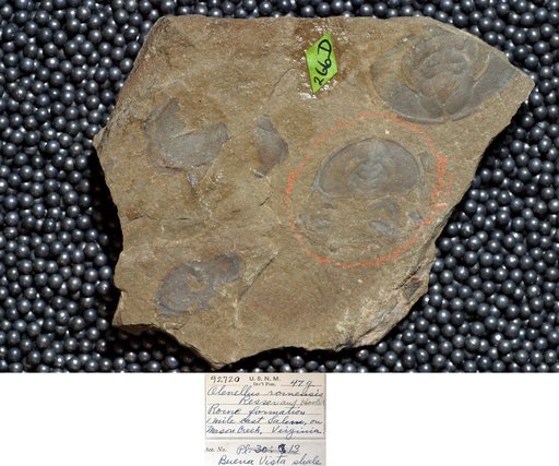 Arthropoda Trilobita Biologic
