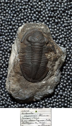 Arthropoda Trilobita Biologic