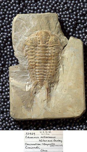 Arthropoda Trilobita Biologic