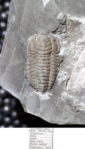 Arthropoda Trilobita Biologic
