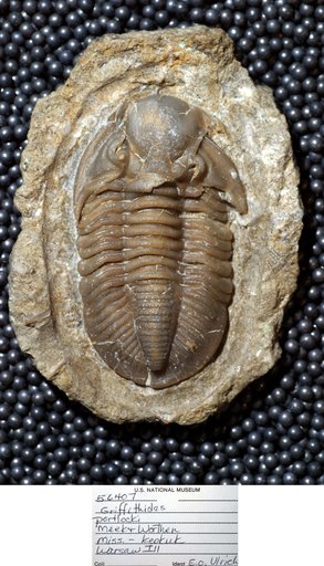 Arthropoda Trilobita Biologic