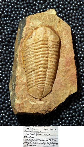 Arthropoda Trilobita Biologic