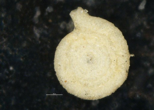 Ammodiscus exsertus Cushman, 1910