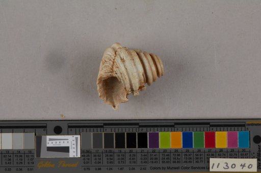 Calliostoma peralveatum (Conrad, 1841)