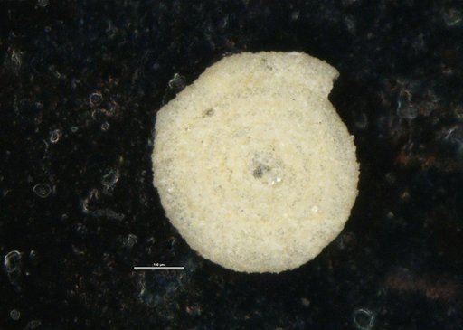 Ammodiscus incertus (d'Orbigny, 1839)