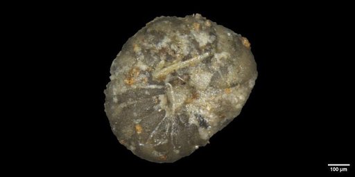 Anomalina beccariiformis (White, 1928)