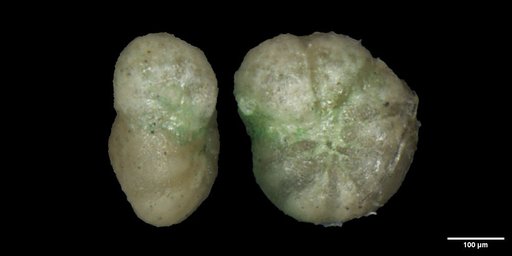 Anomalina beccariiformis (White, 1928)