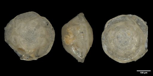 Nuttallides truempyi (Nuttall, 1930)