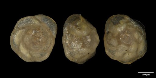 Nuttallides truempyi (Nuttall, 1930)