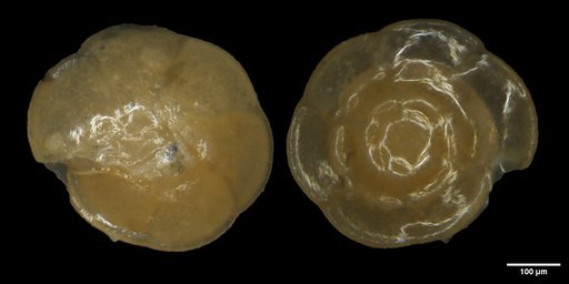 Oridorsalis umbonatus (Reuss, 1851)