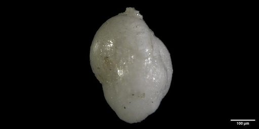 Uvigerina semicostata Cushman, 1923