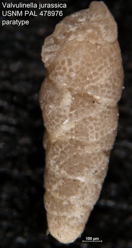 Valvulinella jurassica Henson, 1948