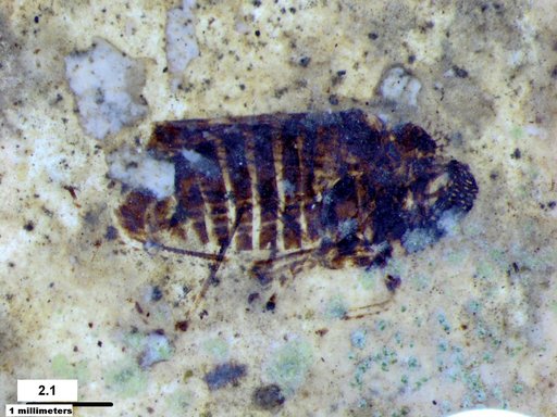 Genus sp