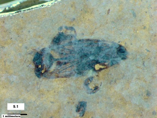 Corixidae