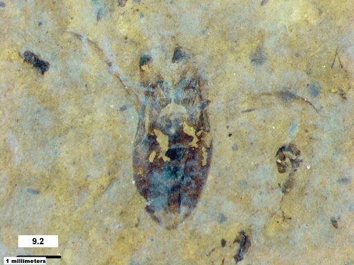 Corixidae