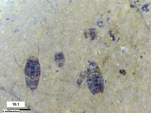 Corixidae
