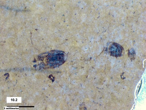 Corixidae