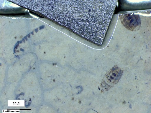 Chaoboridae