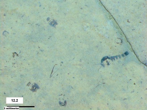 Corixidae