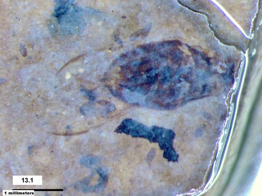 Corixidae
