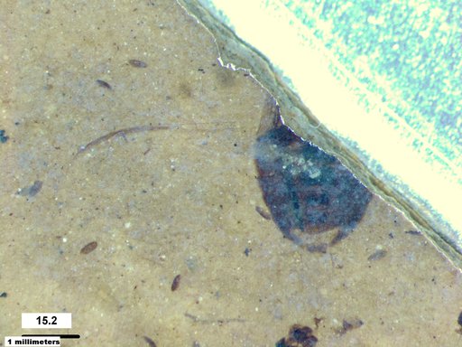 Corixidae