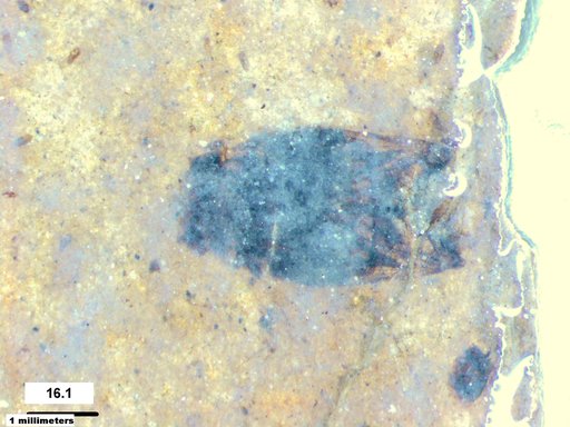 Corixidae