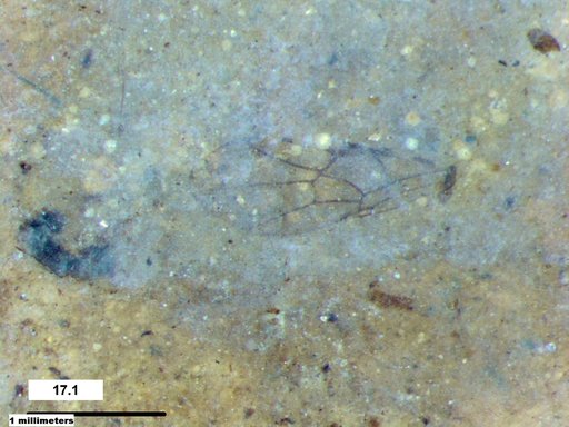 Ichneumonidae