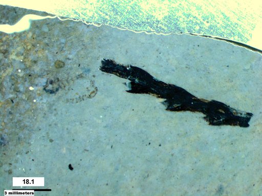 Tracheophyta