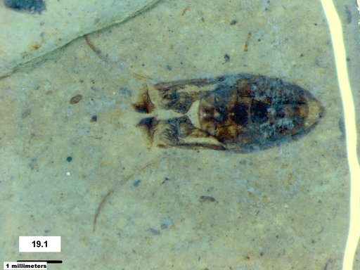 Corixidae
