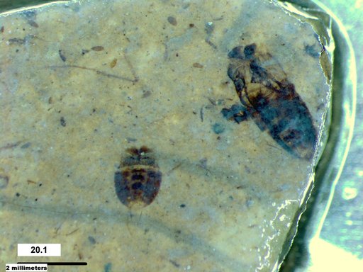 Corixidae