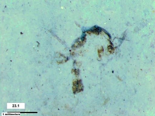 Chaoboridae