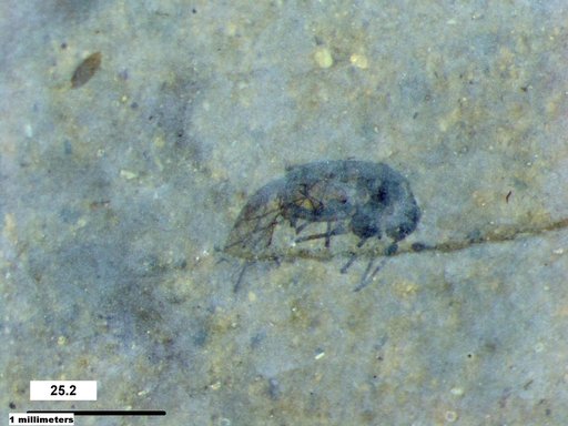 Aphididae