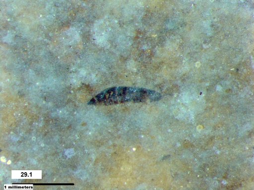 Genus sp