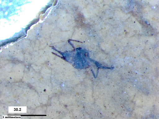 Insecta