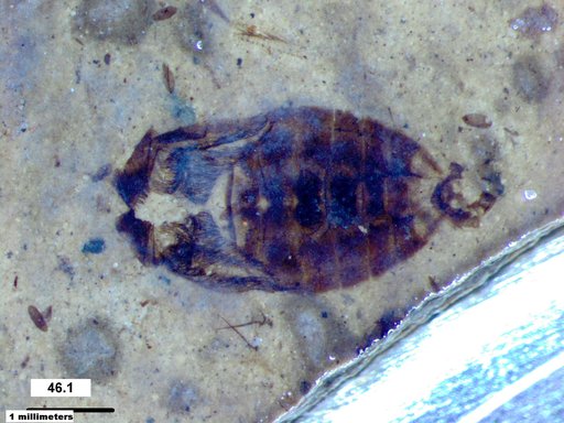 Corixidae