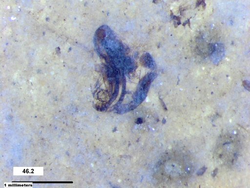 Chaoboridae