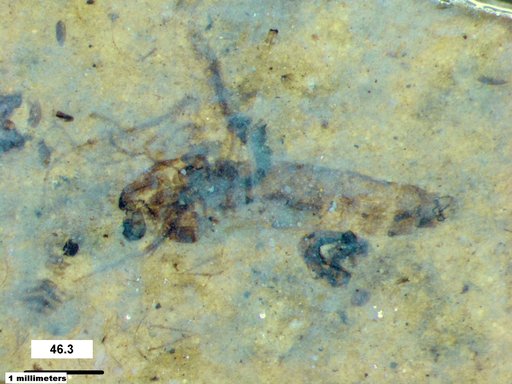 Genus sp