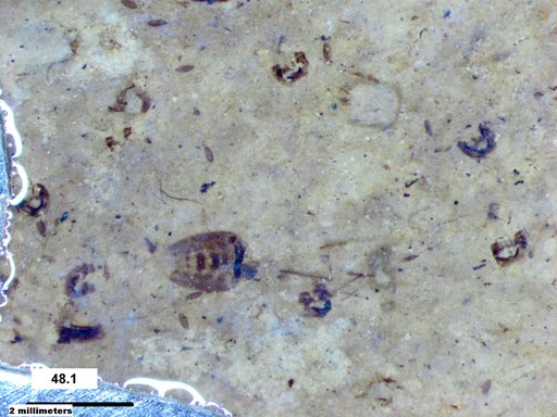 Corixidae