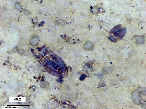 Corixidae