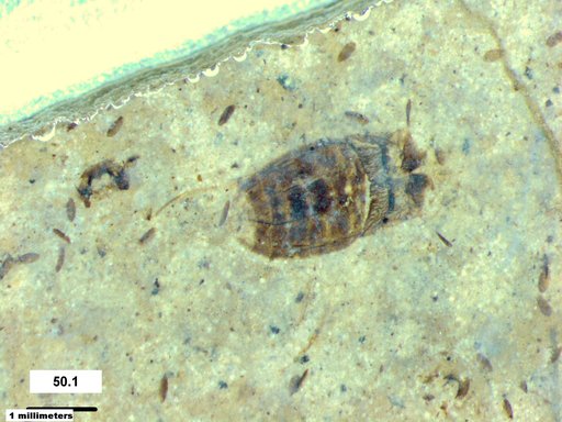 Corixidae