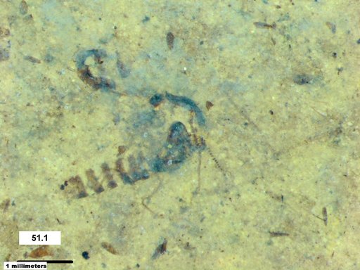 Chaoboridae