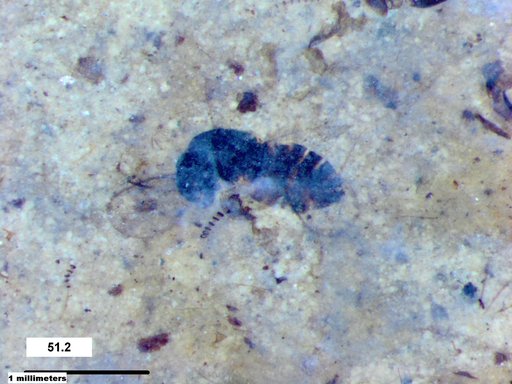 Genus sp