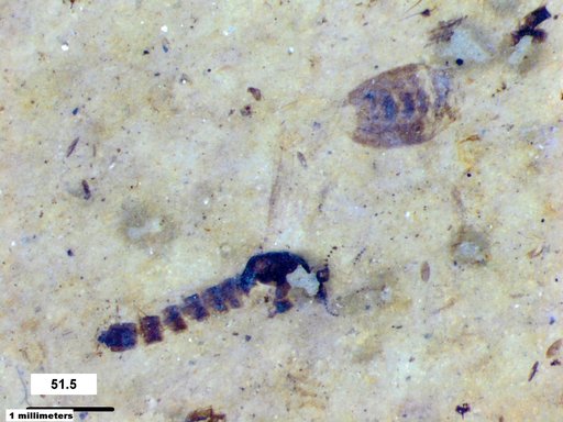 Chaoboridae